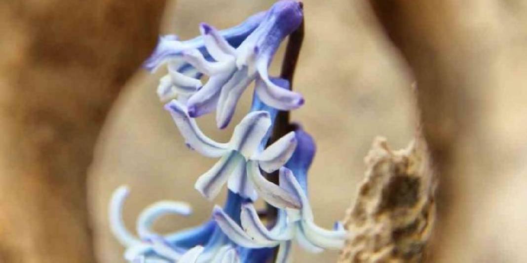 Karlar eridi altından çıkan kaya sümbülü görsel şölen oluşturdu! 5